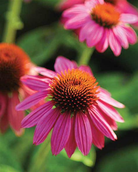 Great Flowers To Plant In Northern Michigan This Summer Perennials