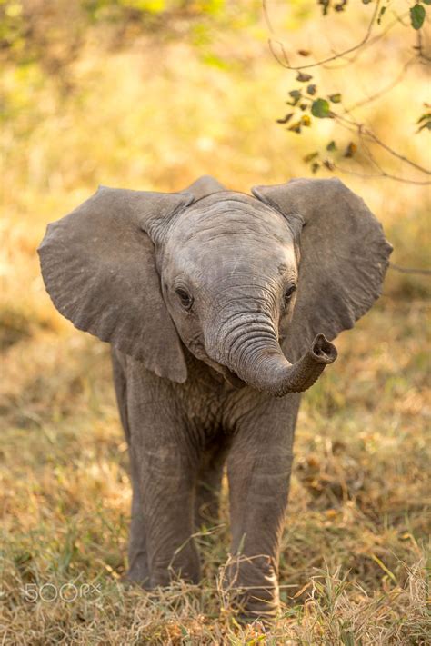 A Young Elephant Approachable And Cute Taken At Mashatu Botswana