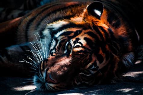 Endangered Wild Tigers Likely To Become Extinct Hubpages