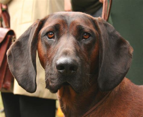 Bavarian Mountain Hound Dog Breed Everything About