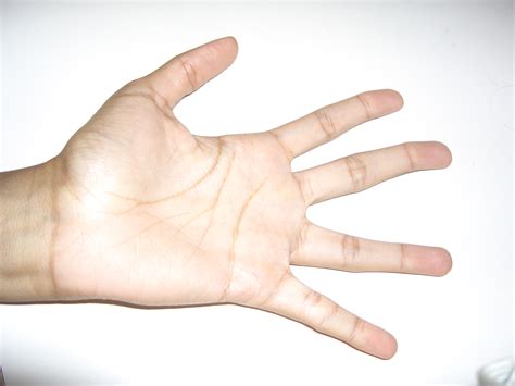Filehuman Hand Wikimedia Commons