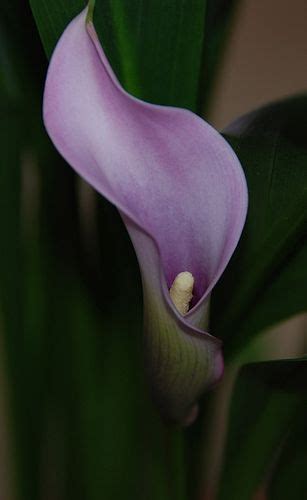 Lavender Calla Lily Spring Calla Lily Beautiful Flowers