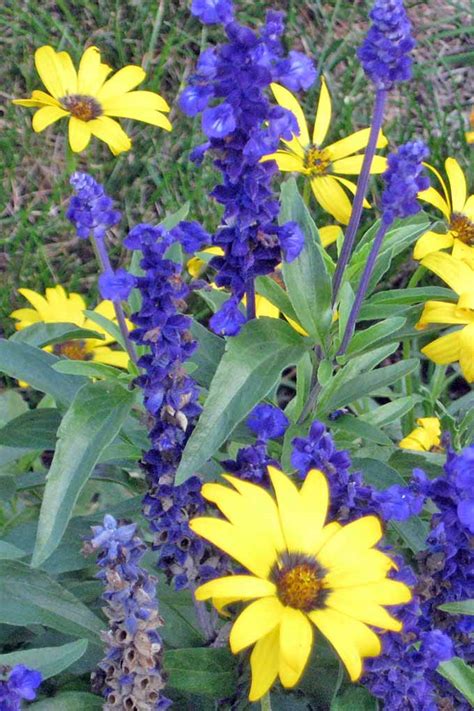 From classics to more unusual varieties. 11 Native Blue Flowers for the Garden | Gardener's Path