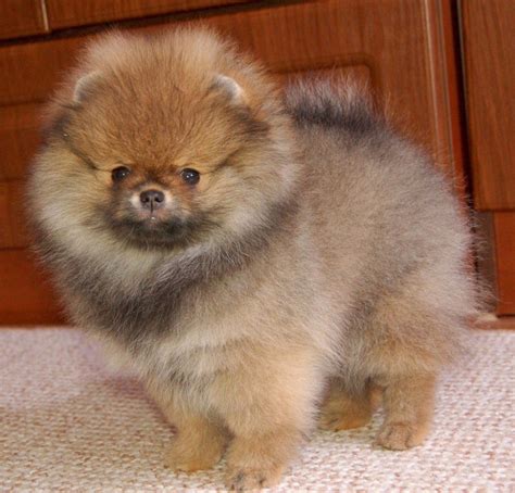 Pomeranian Puppies For Sale Sudbury Ma 275707