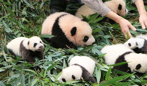 Baby Panda Photosimages In Chengdu Panda Base And Bifengxia Panda Base