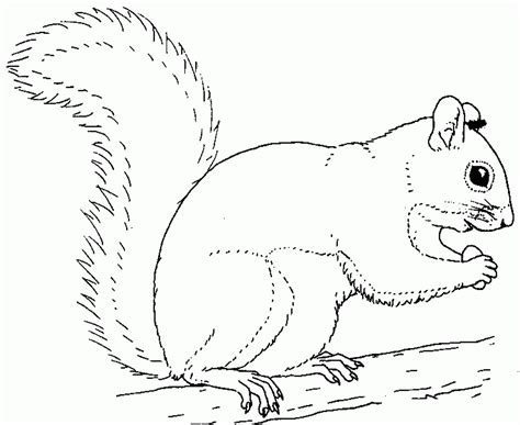 Discover free coloring pages for kids to print & color. Preschool Squirrel Coloring Page - Coloring Home