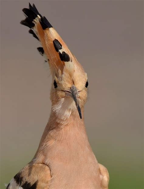 Hoopoe By Murat Çalışkan 500px Hoopoe Bird South African Birds