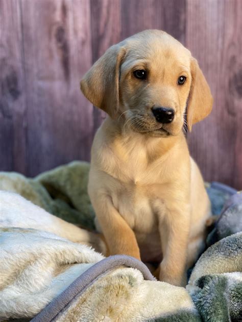 Glenn Farm Retrievers 609-410-4457 - Labrador Retriever Puppies For