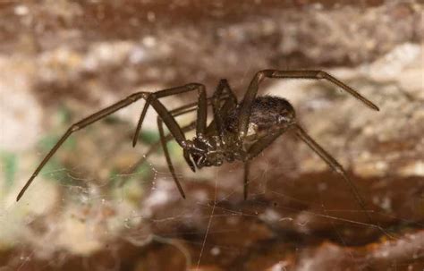 Dealing With A Brown Recluse Infestation A Z Animals