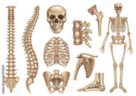 Skeleton Rib Cage Vector Ribcage Human Skeleton Stock Illustration