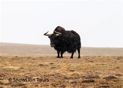 Wild Animals In Tibet Tibet Wildlife Tour Snowlion Tours