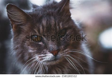 Old Feral Cat Looking Love Stock Photo 1581281512 Shutterstock