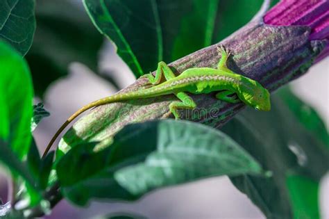 Green Anole Lizard Stock Photo Image Of Displaced Plant 268789710