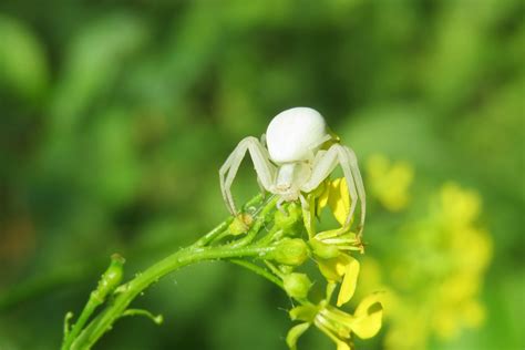 Everything You Need To Know About The Crab Spider Drive Bye Pest