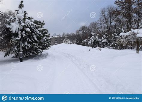 Snow Covered Park Christmas Trees Trees Falling Snow Stock