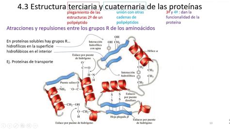 11 Estructura Terciaria Y Cuaternaria De Las Proteínas Youtube