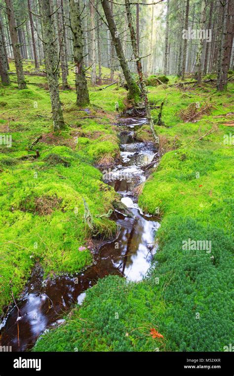 Small Stream Flowing Through Moss In The Forest Stock Photo Alamy