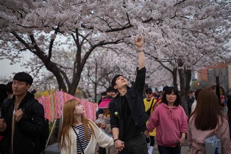 Cherry Blossom Festival On South Koreas Yeouido Island