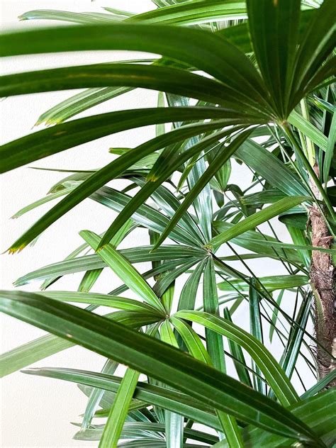 How To Care For And Grow Your Lady Palm — Plant Care Tips And More · La