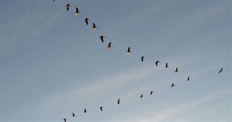 Birds That Fly In A V Formation Use An Amazing Trick