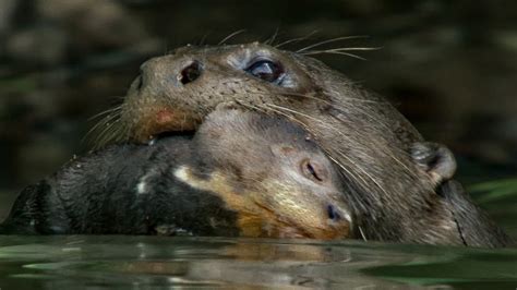 otter cubs get a swimming lesson bbc earth swimmer s daily