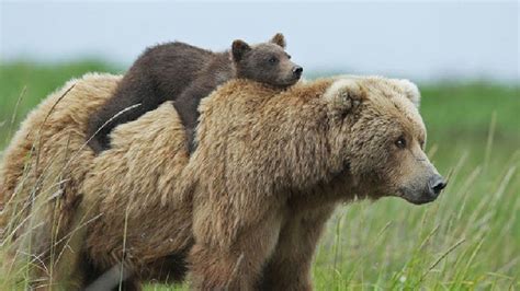 15 Un Bear Ably Cute Momma Bears Teaching Their Teddy Bears