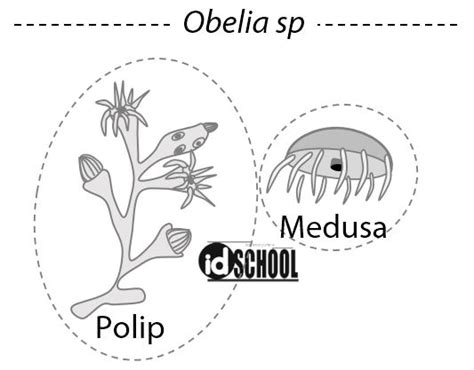 Siklus Reproduksi Ubur Ubur Filum Cnidaria Memiliki Bentuk Polip Dan Medusa Tentorku Hewan