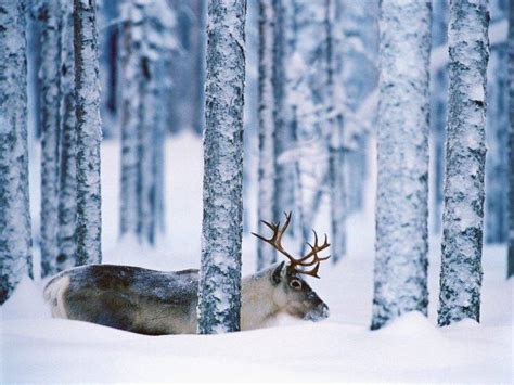 Reindeer Trees Snow Animals Forest Winter Wallpapers