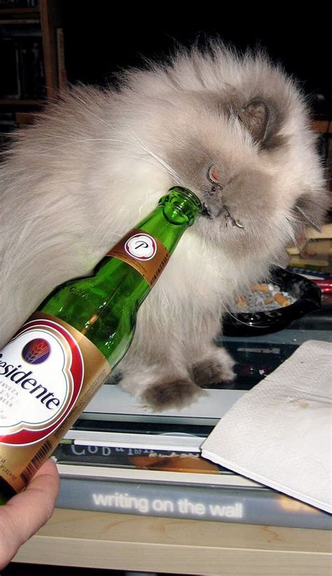 Cats Who Love Beer 25 Pics