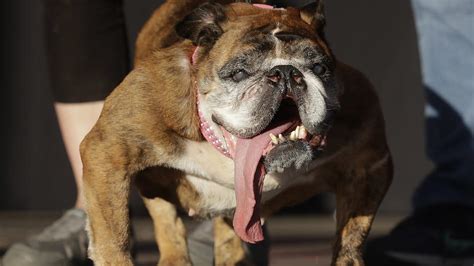 English Bulldog Zsa Zsa Wins Worlds Ugliest Dog Contest