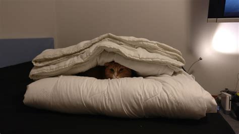 Didnt have the heart to put new sheets on... : r/aww