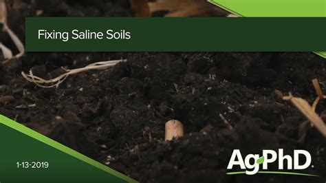 Fixing Saline Soils 2019 Acrestv