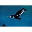 Humboldt Penguin Bird Facts  Spheniscus Humboldti AZ Animals