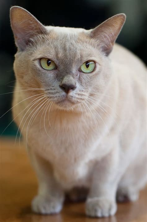 60 Best Images About Bouncy Burmese Cats On Pinterest
