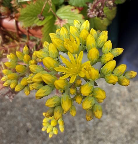 Yellow Flowers And Buds Grace55 Blipfoto
