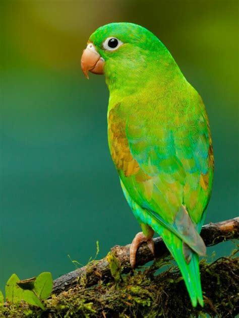 Top 8 Green Parrots To Keep As Pets