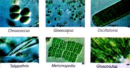 Ciri Ciri Dan Kelompok Mahluk Hidup Mikroskopis Protista Monera Dan Jamur