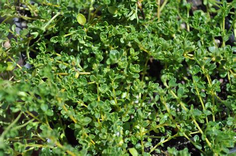 Thyme White Creeping Landscape Herb This Aromatic Creeping Thyme Has