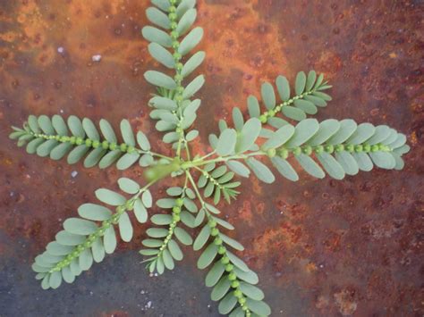 Tingginya serat dan magnesium pada daun ubi jalar sangat mendukung terhadap kinerja organ pencernaan seperti. Hati Berdetik dan Berbisik: Pokok Dukung Anak