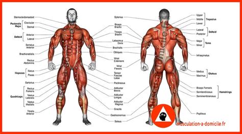 Pingl Sur Anatomie Des Muscles