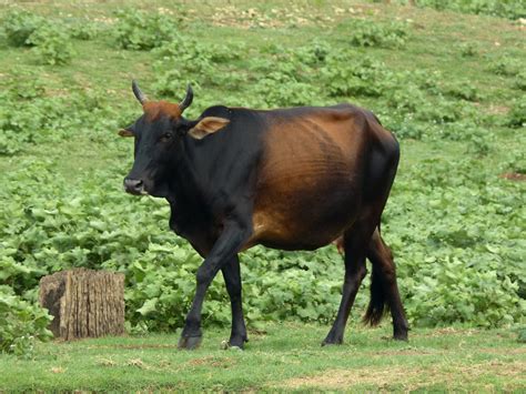 Free Photo Asian Cattle Breed Asian Beef Breed Free Download