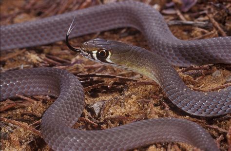 Snakes Of Central Queensland Environment Department Of Environment