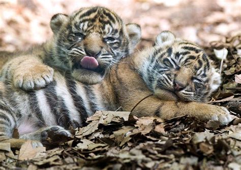 Vietnamese Police Seize Baby Tigers In Car New York Daily News