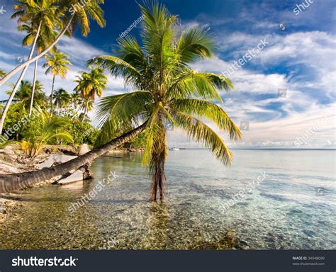 Palm Trees Hanging Over Blue Lagoon Ocean Water Near Beach