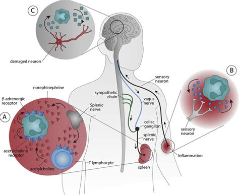 The Neuro Immune Interactions Of Neutrophils A Neutrophils