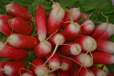 Lobak merah ialah laman socialtainment malaysia terkini. Gambar : menanam, buah, bunga, makanan, merah ...