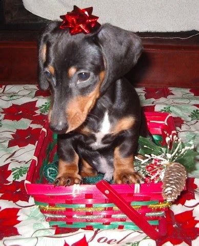 Very loving and outgoing puppy.949074870. Dachshund puppy dog for sale in Lakeland, Florida