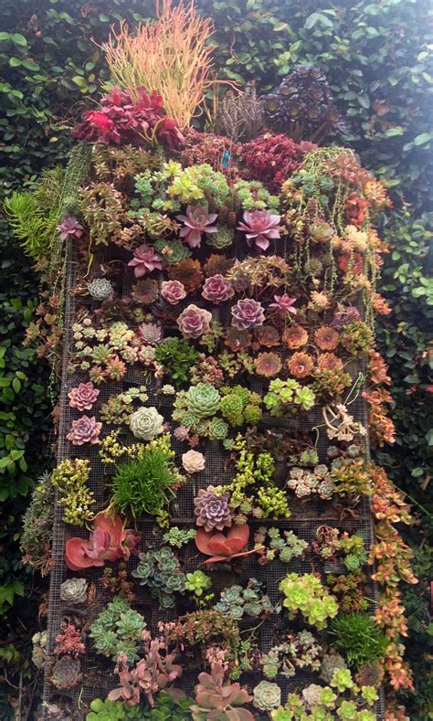 Shop to discover viva terra's charming style & unique taste. Amazing Succulent Wall made with chicken wire! | Vertical ...