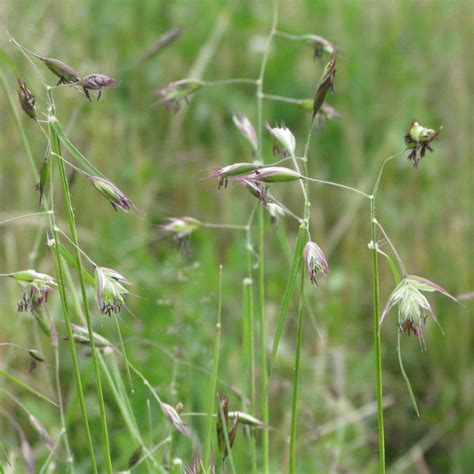 Danthonia Californica California Oatgrass Satinflower Nurseries