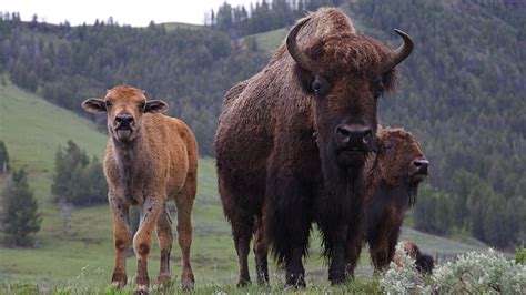 Bison Ranching Is Growing In The Us — And So Is The Debate Over How